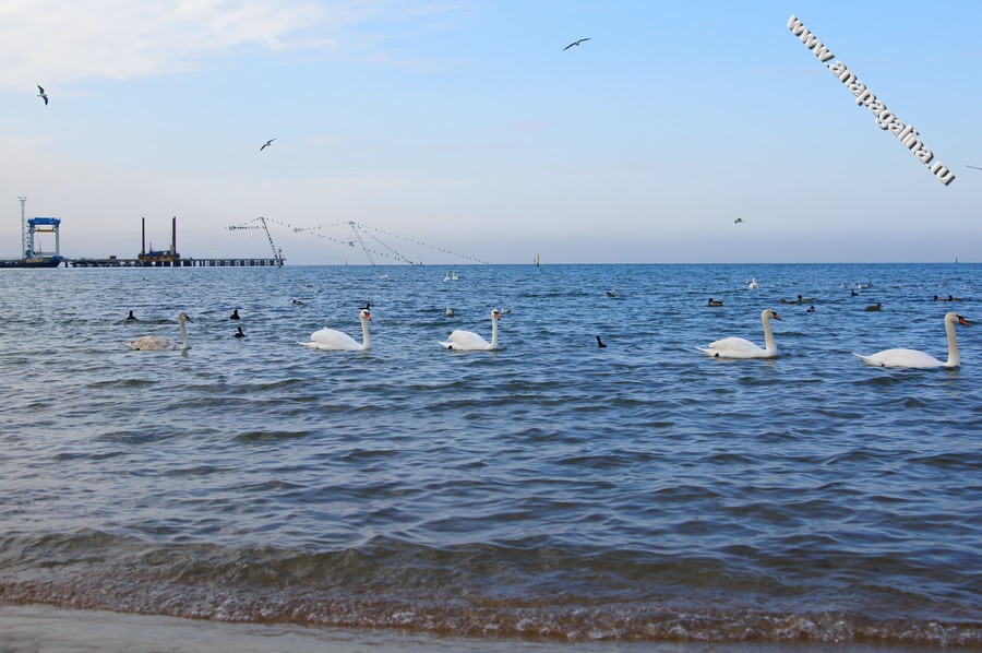 Лебеди в Анапе на берегу моря Лебеди в Анапе на берегу моря
